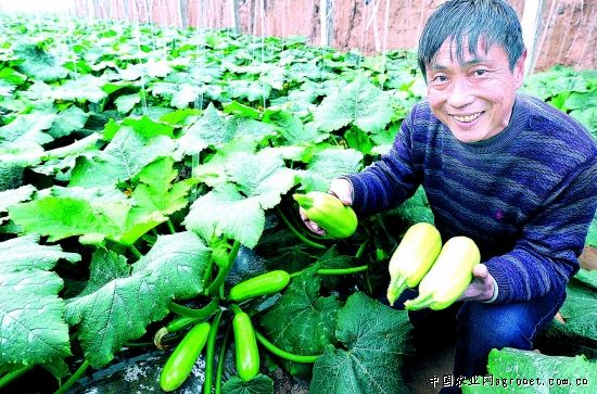 韩国黄心白菜种子公司