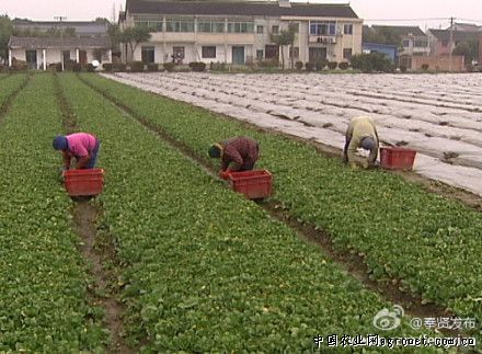 哈巴河县蔬菜大棚让农民实现在家门口挣钱（图）