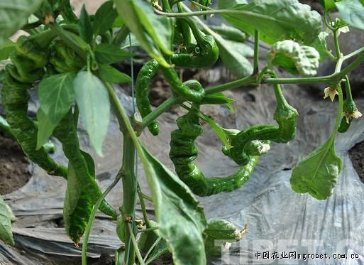 布利塔长茄育种技术