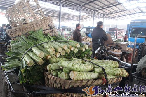泰国香油麦菜