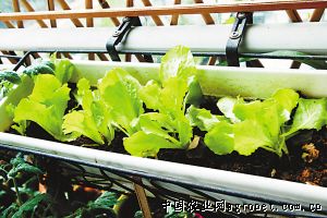 白沙洲红菜苔市场价格
