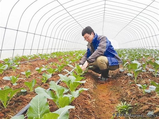 陕西汉台区大力发展设施蔬菜保障“菜篮子”