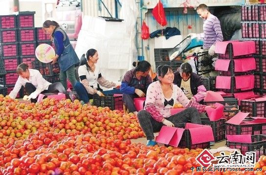 天红辣椒种子生产厂家