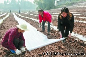 福瑞特土豆种植技术