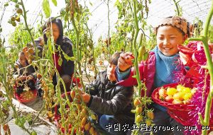 水果豌豆病虫害及防治