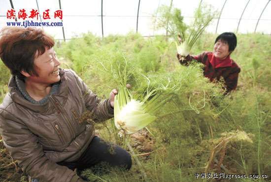 碱蓬草种子多少钱一斤