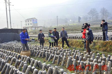 中国菊芋网