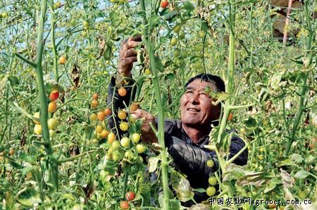 福州蔬菜批发价整体冲高回落 供应已增25%