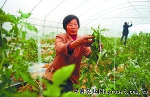 东风一号西红柿施肥技术
