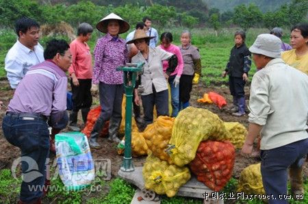桂林大白菜批发价从每斤7毛骤降至每斤1毛（图）