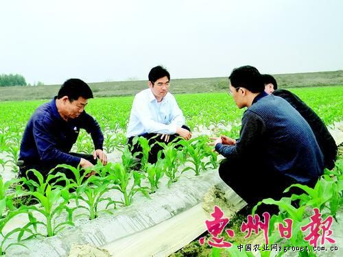 蒜米育种技术