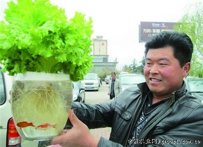 北京紫薯干批发