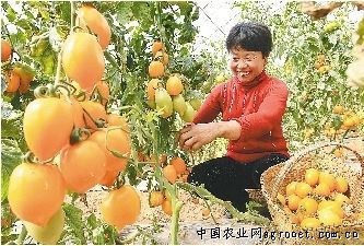 红藕香残玉簟秋mp3