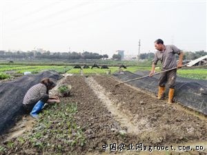 露地青蒜苗种植技术