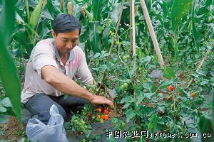 高丽128西红柿病虫害及防治