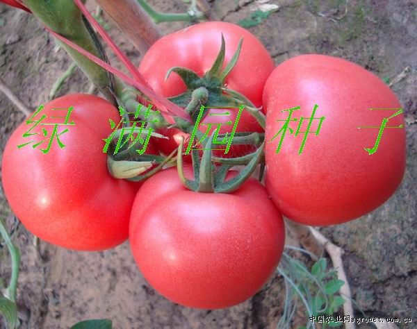 齐达利西红柿育种技术