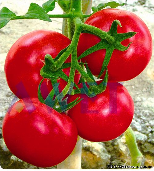 辣椒种子种植方法