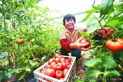 粉达西红柿施肥技术