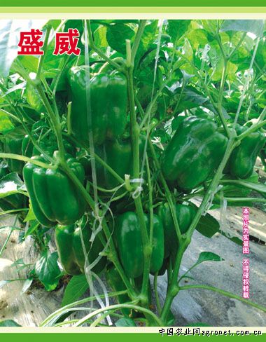 越南紫薯种植技术与管理