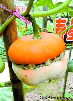 惠比寿南瓜种植技术