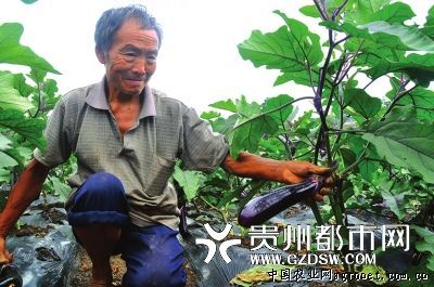 蚌埠市局开展低温连阴雨蔬菜调查评估