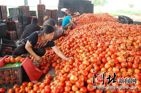 红辣椒种子生产基地