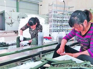 天红辣椒种子生产厂家