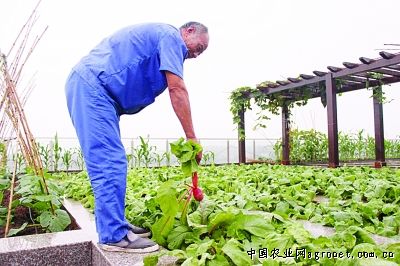 辣椒露天种植管理技术