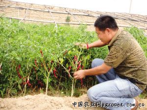 东圣西红柿施肥技术
