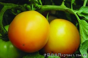 新世纪西红柿施肥技术