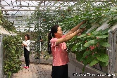 天津：宁河区全力确保设施蔬菜安全越冬