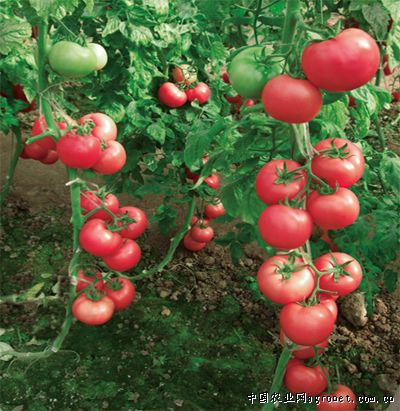 瑞克斯旺西红柿育种技术