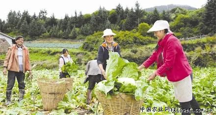 南京红萝卜品种图片