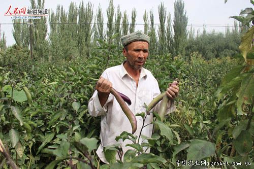 红托竹荪高产栽培技术