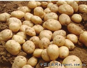 陕西安康市设施蔬菜种植已达4万亩