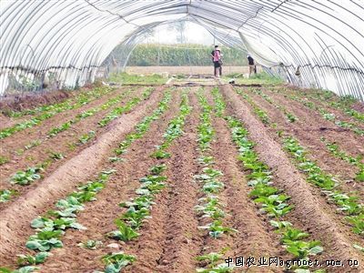 红芋芽的种植方法