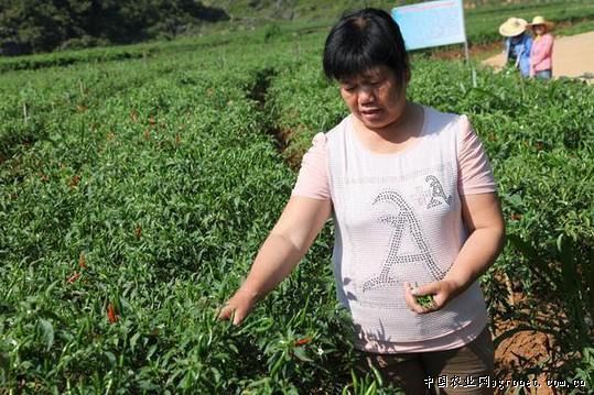 陕西：今年略阳县预计食用菌总产值将突破1.5亿元