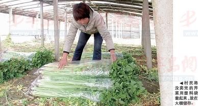 甜竹种植视频