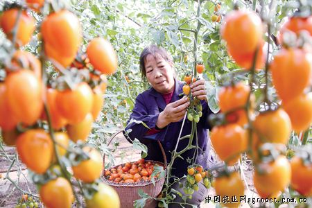 秋季开花油菜成功在陕北推广种植