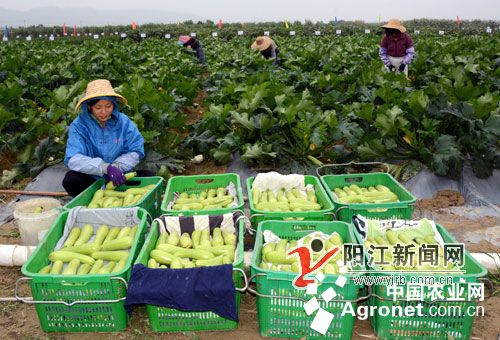 云南武定县种子管理站开展马铃薯区域试验