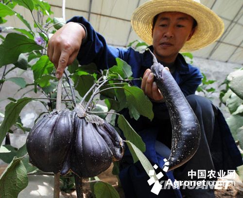 紫玉淮山种植技术