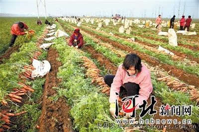 日本爱木100胡萝卜种植技术