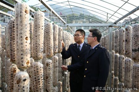 野生猴头菇种植产量