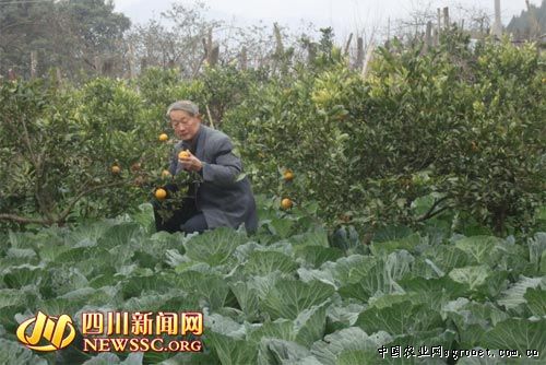 潍县萝卜种子公司
