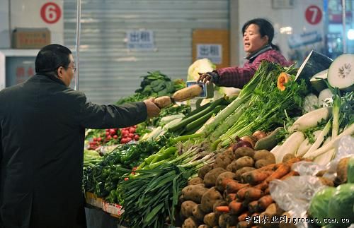 徐州5号白菜市场价格