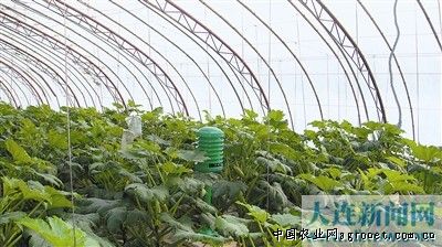 思必得西红柿种植技术