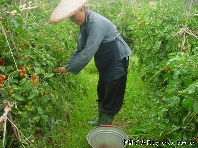 瑞菲西红柿种植技术