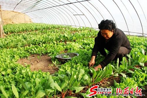 江永香芋种植基地视频