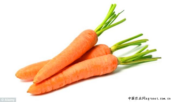 乌鲁木齐蔬菜行业2月上半月动态信息