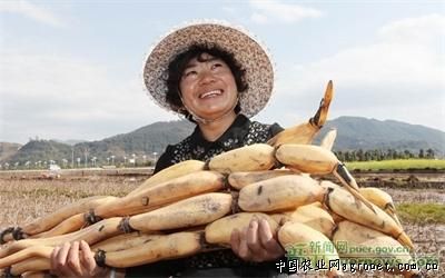 华颂33土豆加工技术